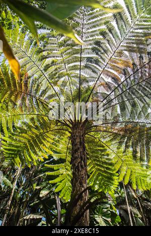 Die Szene ist lebendig mit den Klängen tropischer Vögel und dem sanften Rascheln der Blätter, die die atemberaubende Schönheit und Ruhe von Hawaiis na einfangen Stockfoto