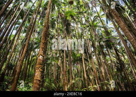 Im Herzen der tropischen Gärten von Hawaii erstreckt sich ein faszinierender Hain mit riesigen Farnen in alle Richtungen. Hunderte von schlanken, hoch aufragenden Kofferräumen Stockfoto