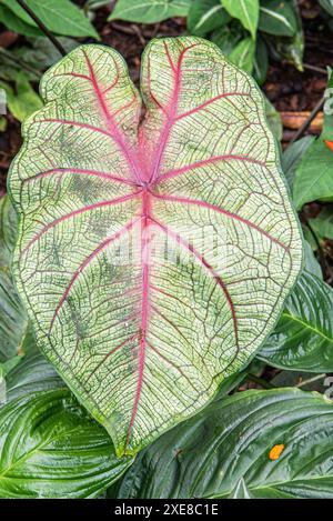 In den pulsierenden Tropical Gardens von Hawaii fängt ein Blick aus nächster Nähe die exquisite Schönheit eines Caladiums ein, auch bekannt als Elefantenohrblume. Sein großes, Stockfoto