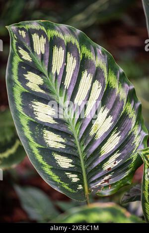 In der üppigen botanischen Umgebung Hawaiis ist die atemberaubende Rosy Calathea (Goeppertia) ein lebendiges Zeugnis tropischer Schönheit. Seinen Schlagstift Stockfoto