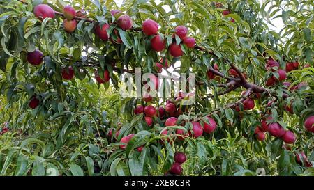 Rote Nektarinenfrucht auf Baumzweig im Obstgarten. Stockfoto