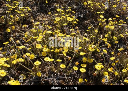 Tussilago Farfara, Huflattich Stockfoto