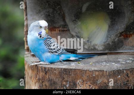 Ein blauer weiblicher Kumpel sitzt vor einem halb offenen Kumpelnest mit einem gelben Vogel drin Stockfoto