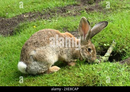 Deutsches Riesenkaninchen isst Gras neben einem Kaninchenloch. Sie sind verwandt mit dem flämischen Riesenhasen. Stockfoto