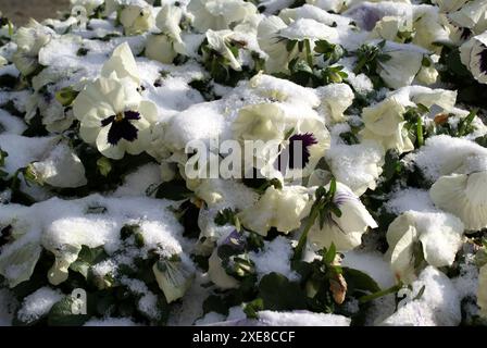 Viola Wittrockiana Stiefmütterchen Stockfoto