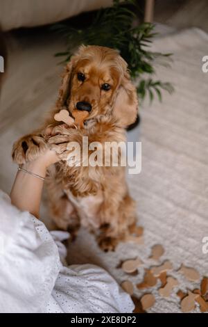 Cocker Spaniel Hund spielt mit Frau und Holzknochen Stockfoto