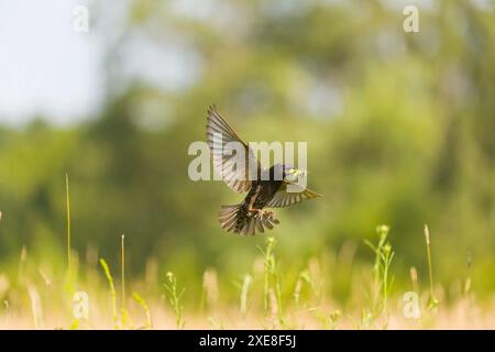 Sturnus vulgaris, Zuchtgefieder, Erwachsener, der mit Heuschrecken im Schnabel fliegt, Hortobagy, Ungarn, Juni Stockfoto