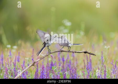 Weiße Bachtelschwanz Motacilla alba, 2 Jugendliche kämpfen, Hortobagy, Ungarn, Juni Stockfoto