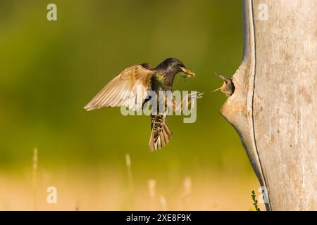 Sturnus vulgaris, Zuchtgefieder, Erwachsener, der mit Heuschrecken im Schnabel fliegt, für Küken im Nestloch im Stamm, Hortobagy, Ungarn, Juni Stockfoto