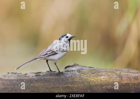 Weißer Bachtail Motacilla alba, Erwachsener stehend auf Baumstamm, Hortobagy, Ungarn, Juni Stockfoto