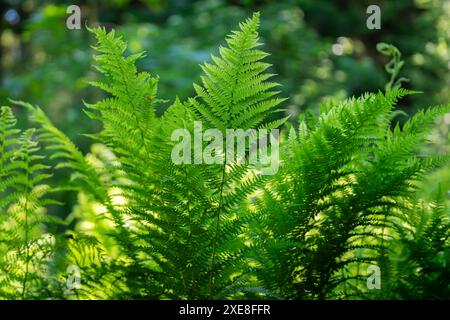 Europäischer Straußenfarn, Straußenfarn im Sommer auf Waldgrund. Straußenfarn (Matteuccia struthiopteris) wächst im Wald. Stockfoto