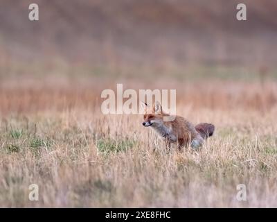 Fuchs auf der grünen Waldwiese. Rotfuchsjagd, Vulpes vulpes, Tierwelt aus Europa. Stockfoto