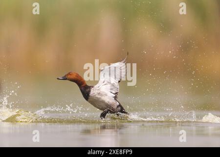 Gewöhnlicher Pochard Aythya ferina, erwachsener Mann, der aus dem Wasser geht, Hortobagy, Ungarn, Juni Stockfoto