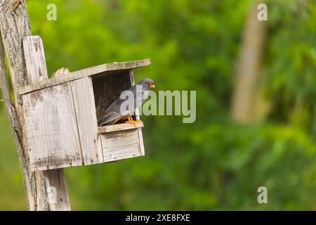 Rotfußfalke Falco vespertinus, erwachsener Mann auf Nistkasten, Hortobagy, Ungarn, Juni Stockfoto