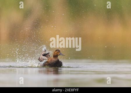 Pochard Aythya ferina, Erwachsene Frauen baden, Hortobagy, Ungarn, Juni Stockfoto