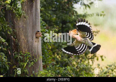 Eurasischer Wiedehopf Upupa epops, Erwachsener fliegt, um Küken im Nest zu füttern, Hortobagy, Ungarn, Juni Stockfoto