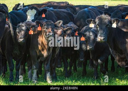 Schwarze Anguskühe und Kälber stehen im Schatten eines Baumes an einem Frühlingstag. Stockfoto