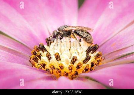 Halictidae Swaet-Biene bestäubt eine bunte Osteospermum-Blüte auf Staubblättern mit rosa verschwommenem Hintergrund und Kopierraum Stockfoto