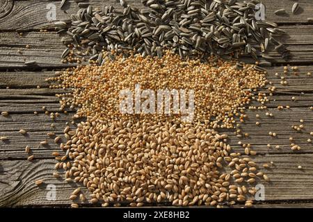 Helianthus annuus, Panicum miliaceum, Triticum vulgare Stockfoto