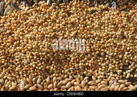 Panicum miliaceum, Hirse Stockfoto