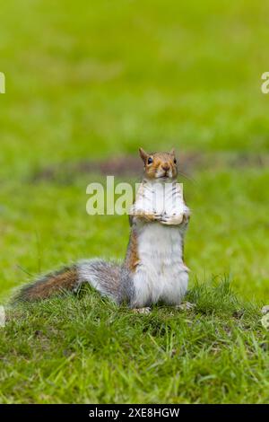 Östliches Grauhörnchen Sciurus carolinensis, eingeführte Art, adulte stehend auf Gras, Suffolk, England, Juni Stockfoto