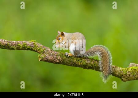 Östliches Grauhörnchen Sciurus carolinensis, eingeführte Art, adulte stehend auf moosbedeckten Zweigen, Fütterung, Suffolk, England, Juni Stockfoto