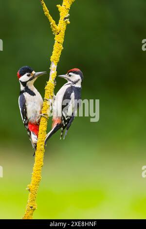 Großspecht Dendrocopos Major, erwachsener männlicher und Jugendlicher auf Flechten bedeckten Zweigen, Suffolk, England, Juni Stockfoto