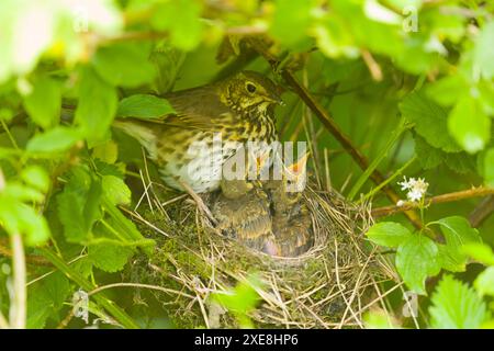 Song Thrush Turdus philomeos, Erwachsene mit 2 Küken im Nest, Suffolk, England, Juni Stockfoto