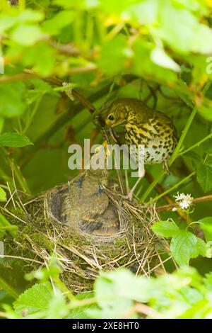 Sängerdrossel Turdus philomeos, Erwachsene fütternde Küken im Nest, Suffolk, England, Juni Stockfoto