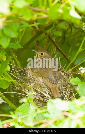 Song Thrush Turdus philomeos, Erwachsener sitzt im Nest, Suffolk, England, Juni Stockfoto