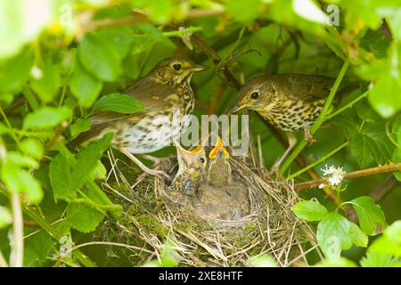 Song Thrush Turdus philomeos, erwachsenes Paar mit 3 Küken im Nest, Suffolk, England, Juni Stockfoto