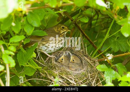 Song-Thrush Turdus philomeos, Erwachsene mit 3 Küken im Nest, Suffolk, England, Juni Stockfoto