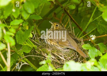 Song Thrush Turdus philomeos, Erwachsener sitzt im Nest, Suffolk, England, Juni Stockfoto