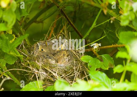 Song-Thrush Turdus philomeos, 3 Küken im Nest, Suffolk, England, Juni Stockfoto