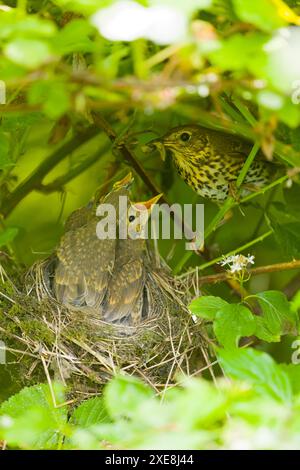 Sängerdrossel Turdus philomeos, Erwachsene fütternde Küken im Nest, Suffolk, England, Juni Stockfoto