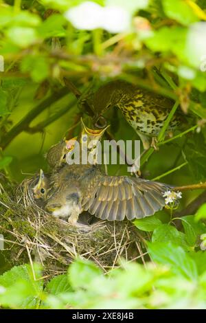 Sängerdrossel Turdus philomeos, Erwachsene fütternde Küken im Nest, Suffolk, England, Juni Stockfoto