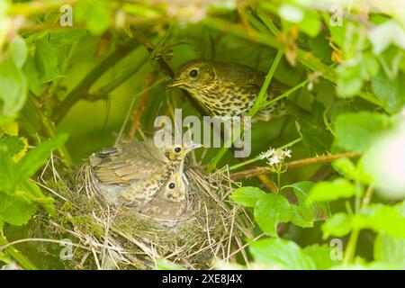 Sängerdrossel Turdus philomeos, Erwachsene mit 2 Küken im Nest, Suffolk, England, Stockfoto