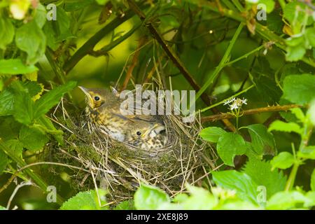 Song-Thrush Turdus philomeos, 3 Küken im Nest, Suffolk, England, Juni Stockfoto