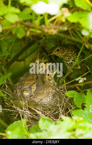 Song-Thrush Turdus philomeos, Erwachsene mit 3 Küken im Nest, Suffolk, England, Juni Stockfoto