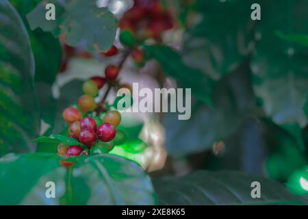 Die Kaffeebäume des Forschungszentrums produzieren eine große Menge an Kaffeebohnen, nachdem sie sich mit klimatauglichen Kaffeebohnen beschäftigt haben Stockfoto