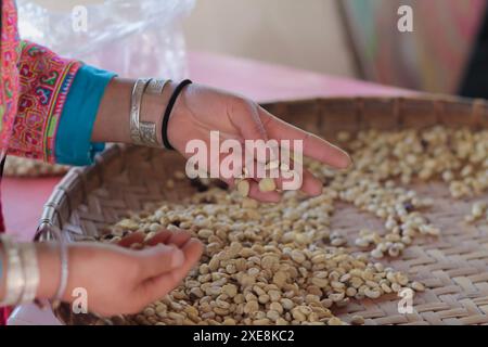 Bauern trennen unperfekte Kaffeebohnen nach dem Trocknen aus Sonne reduzieren die Luftfeuchtigkeit, sodass nur noch perfekte Kaffeebohnen übrig bleiben Stockfoto