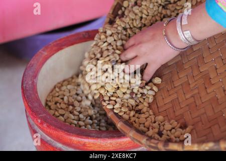 Bauern trennen unperfekte Kaffeebohnen nach dem Trocknen aus Sonne reduzieren die Luftfeuchtigkeit, sodass nur noch perfekte Kaffeebohnen übrig bleiben Stockfoto