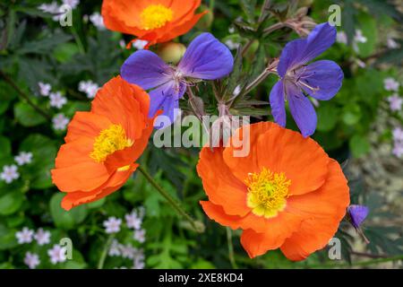 Hellorange isländische Mohnblumen (Papaver naudicaule) mit violetter Geranie Rozanne auf einem Bett aus rosa Purslane (Claytonia Siberica). Stockfoto