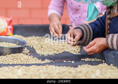 Bauern trennen unperfekte Kaffeebohnen nach dem Trocknen aus Sonne reduzieren die Luftfeuchtigkeit, sodass nur noch perfekte Kaffeebohnen übrig bleiben Stockfoto