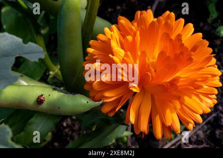 Begleitende Anpflanzung von Calendula officinalis unter den im Frühjahr gesäten Express-Bohnen (vicia fava), um die Schwarzfliege (Blattlaus der schwarzen Bohnen) abzuwehren. Stockfoto