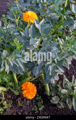 Begleitende Anpflanzung von Calendula officinalis unter den im Frühjahr gesäten Express-Bohnen (vicia fava), um die Schwarzfliege (Blattlaus der schwarzen Bohnen) abzuwehren. Stockfoto