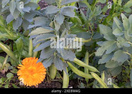 Begleitende Anpflanzung von Calendula officinalis unter den im Frühjahr gesäten Express-Bohnen (vicia fava), um die Schwarzfliege (Blattlaus der schwarzen Bohnen) abzuwehren. Stockfoto