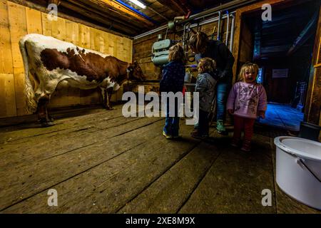 Das Melken der Kühe ist ein echtes alpines Erlebnis für Übernachtungsgäste auf der Filzmoosalm. Melkstall auf der Filzmoosalm, Salzburg, Österreich Stockfoto