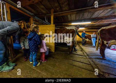 Gastkinder auf der Filzmoosalm beobachten die Erwachsenen beim Melken der 10 Pinzgauer Kühe. Melkstall auf der Filzmoosalm, Salzburg, Österreich Stockfoto