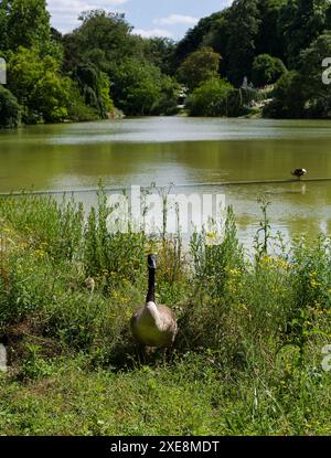 Eine Gans mit ihrer Gänse in einem Park an einem sonnigen Tag Stockfoto